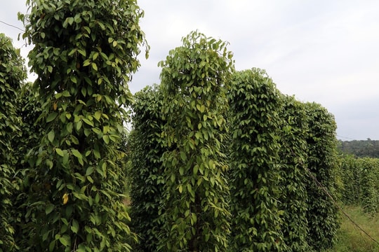 Giá tiêu hôm nay 8/4: Giảm nhẹ, cao nhất 139.000 đồng