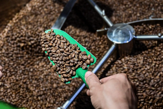 Giá cà phê hôm nay 8/4/2026: Giảm 4.000 đồng/kg