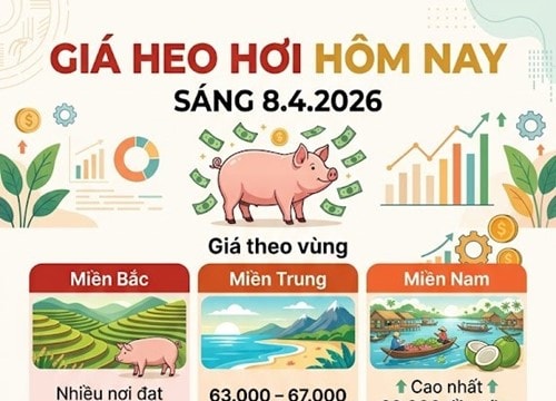Giá heo hơi ngày 8/4: Miền Nam tăng lên 69.000 đồng/kg, cao nhất cả nước