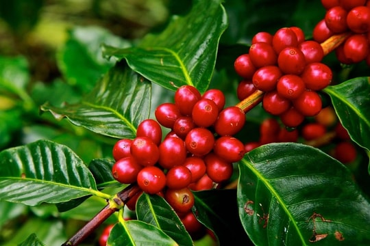 Giá cà phê hôm nay 9/4/2026: Tăng nhẹ, cao nhất 85.300 đồng