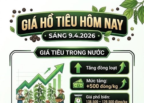 Giá hồ tiêu hôm nay 9/4: Tăng lên 139.500 đồng/kg, áp sát ngưỡng 140.000 đồng