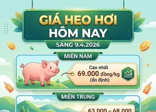 Giá heo hơi hôm nay 9.4: Thị trường đi ngang ở mức cao, chạm mốc 69.000 đồng/kg
