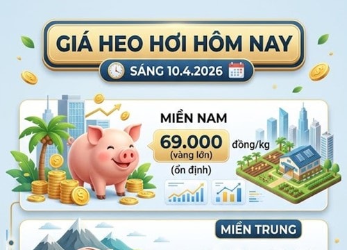 Giá heo hơi ngày 10/4: Miền Nam duy trì mức 69.000 đồng/kg, thị trường đi ngang