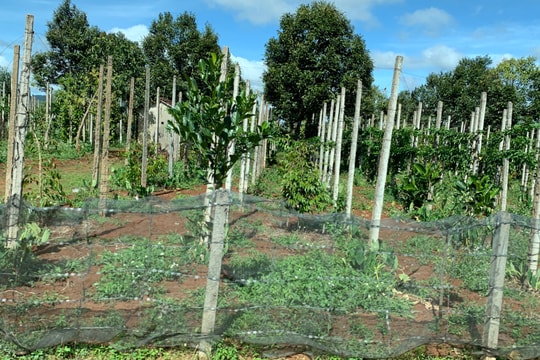 Giá tiêu hôm nay 10/4/2026: Trong nước ổn định