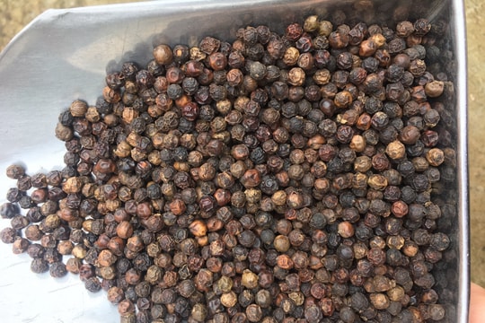 Giá tiêu hôm nay 13/4/2026: Tây Nguyên tăng mạnh