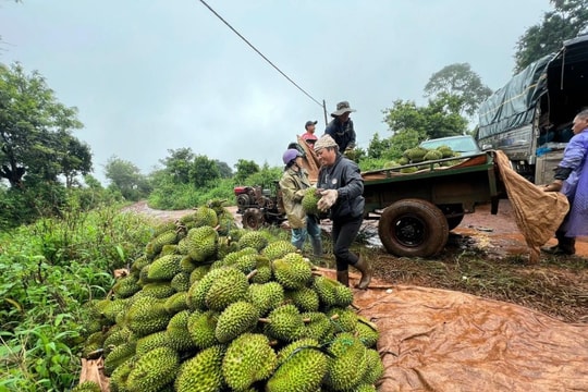 Giá sầu riêng hôm nay 13/4/2026: Đi ngang trong nước