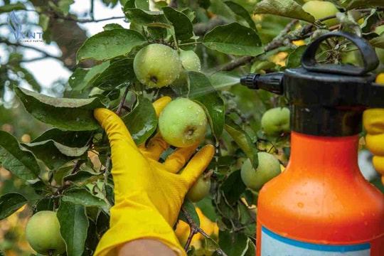 Giá phân bón hôm nay 13/4/2026: Ure 675.000đ, DAP 1,09 triệu