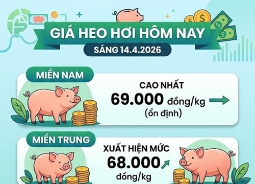 Giá heo hơi hôm nay 14/4: Miền Nam duy trì đỉnh 69.000 đồng/kg