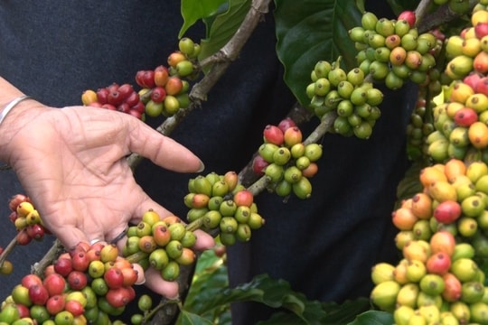 Giá cà phê hôm nay 15/4/2026: Tăng 600 đ/kg