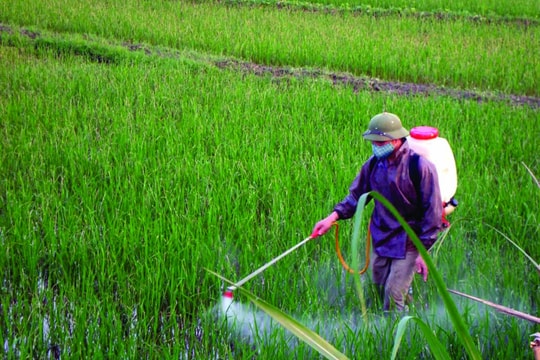 Giá phân bón hôm nay 16/4: DAP và Kali biến động, Ure tăng mạnh