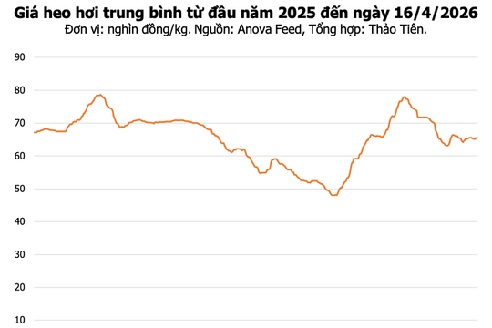 Giá heo hơi ngày 16/4/2026: Miền Nam tăng nhẹ lên 69.000 đồng/kg, Đà Nẵng thí điểm vắc xin