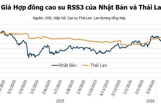 Giá cao su ngày 17/4/2026: Thị trường quốc tế phục hồi đồng loạt