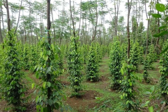 Giá tiêu hôm nay 17/4/2026: Cao nhất 141.000 đồng/kg