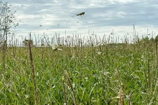 Khẩn trương kiểm soát, không để bùng phát dịch châu chấu tre