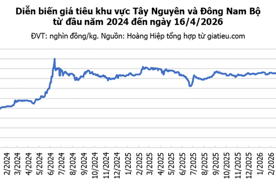 Giá hạt tiêu ngày 16/4/2026 tăng phiên thứ ba liên tiếp, đạt mốc 141.000 đồng/kg