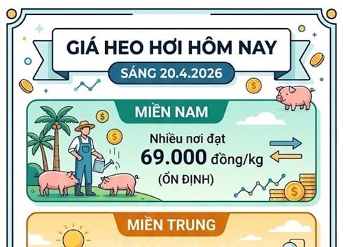 Giá heo hơi hôm nay 20/4: Miền Nam duy trì 69.000 đồng/kg, miền Bắc xuất hiện mốc giá mới