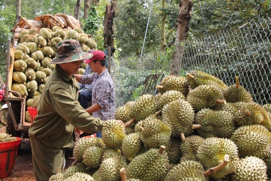 Giá sầu riêng hôm nay 20/4/2026: Thị trường đi ngang
