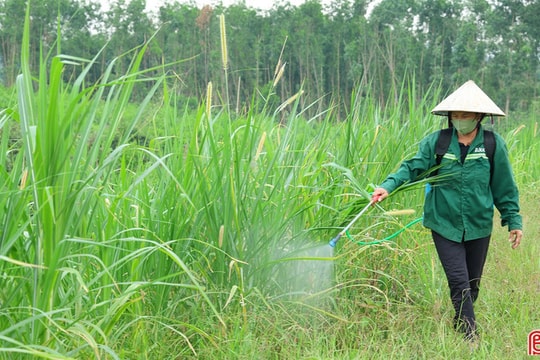 Hà Tĩnh chủ động kiểm soát, không để bùng phát dịch châu chấu tre