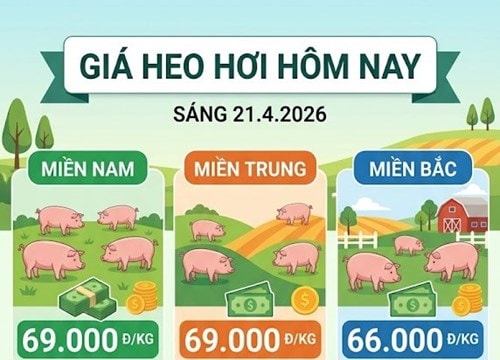 Giá heo hơi hôm nay 21/4: Lâm Đồng chạm mốc 69.000 đồng/kg, xu hướng tăng lan rộng