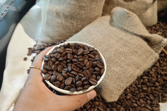 Giá cà phê hôm nay 22/4/2026: Trong nước giảm 500 đồng