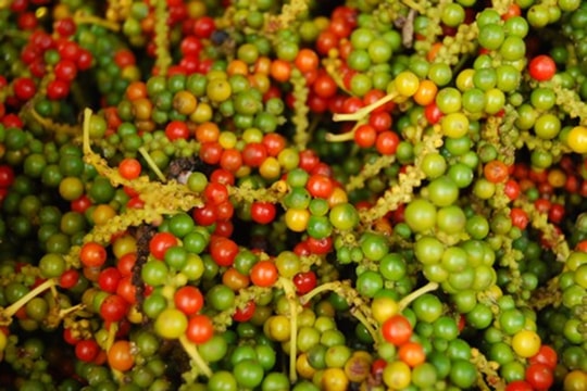 Giá tiêu hôm nay 22/4/2026: Tây Nguyên, Đông Nam Bộ và thế giới