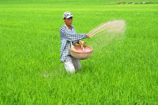 Giá phân bón hôm nay 23/4: Urê Cà Mau 675.000 đồng/bao