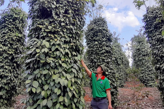 Giá tiêu hôm nay 23/4/2026: Trong nước giảm, thế giới ổn định