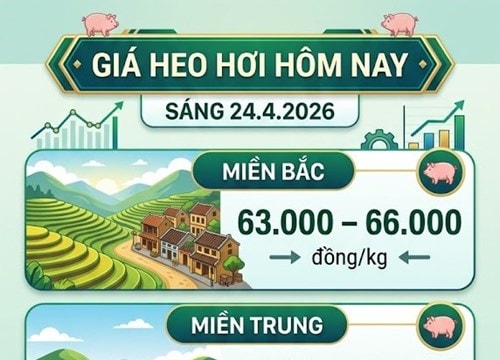 Giá heo hơi ngày 24.4.2026: Biến động cục bộ tại miền Nam, mức cao nhất đạt 69.000 đồng/kg