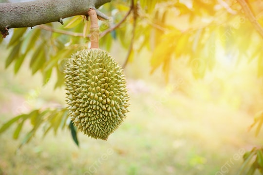 Giá sầu riêng hôm nay 24/4/2026: RI6 52.000-60.000 đồng/kg