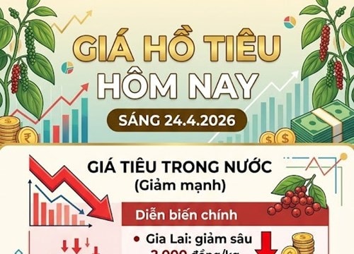 Giá hồ tiêu ngày 24/04 giảm đến 2.000 đồng/kg, nguồn cung dự báo thắt chặt trong năm 2026