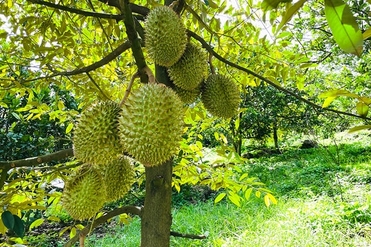 Giá sầu riêng hôm nay 28/4: Sầu riêng Thái 125.000 đồng/kg