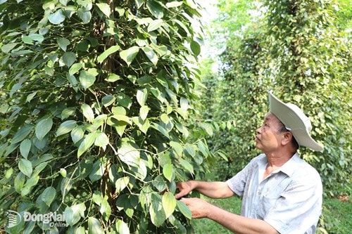 Đồng Nai mở rộng gần 19.400 ha nông nghiệp hữu cơ qua chuỗi liên kết doanh nghiệp