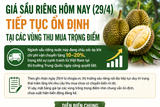 Giá sầu riêng hôm nay 29/4/2026 duy trì ổn định