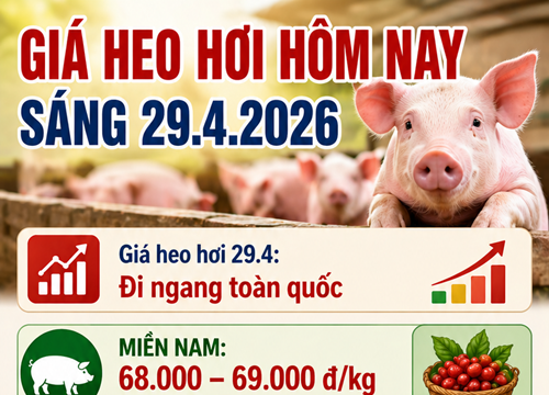 Giá heo hơi hôm nay 29.4: Thị trường đi ngang, miền Nam neo ở mức 69.000 đồng/kg
