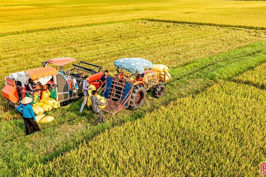Nông dân rộn ràng thu hoạch lúa xuân trong niềm vui thắng lợi