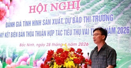 Vải thiều Bắc Ninh năm 2026 giảm 50% sản lượng, giá bán lẻ chạm mốc 120.000 đồng/kg