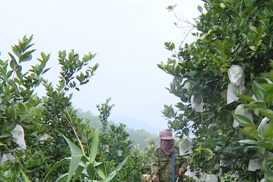 Vũ Quang có hơn 500 ha cam cho thu hoạch