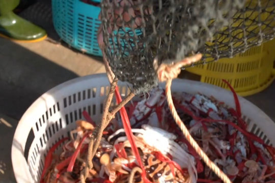 Ngư dân Hà Tĩnh trúng đậm ghẹ, mang về nguồn thu khá