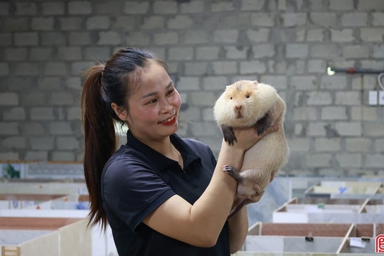 Tín hiệu vui từ mô hình nuôi dúi má đào Thái Lan ở vùng rốn lũ Hà Linh