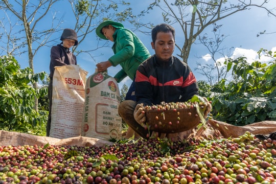 Giá cà phê hôm nay 6/5/2026 : Arabica chạm đỉnh 1 tuần