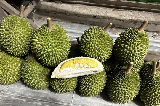 Giá sầu riêng hôm nay 12/5/2026 cao nhất 115.000 đồng/kg