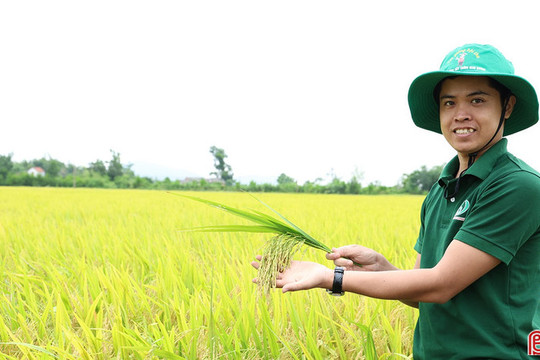 Canh tác "xanh", mở lối cho nông thôn mới bền vững ở Hà Tĩnh