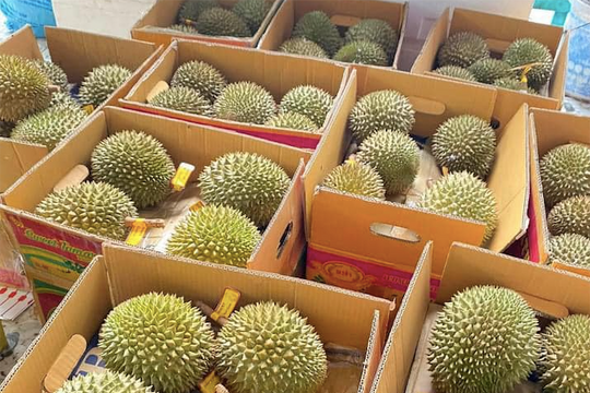 Giá sầu riêng hôm nay 15/5/2026 đi ngang tại nhiều vùng