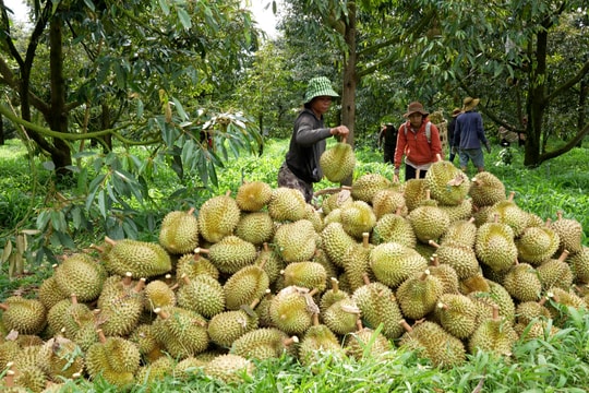 Giá sầu riêng hôm nay 18/5/2026: Chênh lệch ba miền lên 16.000 đồng/kg