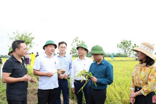Vụ lúa xuân ở Hà Tĩnh thắng lợi khẳng định hiệu quả tái cơ cấu nông nghiệp