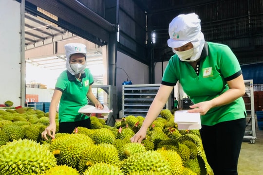 Giá sầu riêng hôm nay 19/5/2026: Black Thorn cao nhất 110.000 đồng/kg