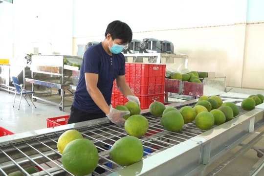 Xuất khẩu bưởi sang Trung Quốc: Kỳ vọng đạt 500 triệu USD trong năm 2024