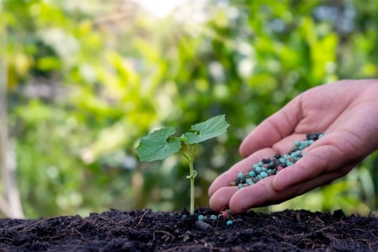 Giá phân bón hôm nay 21/5/2026 ổn định, NPK Bình Điền tăng sức hút