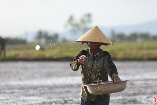 Nông dân Hà Tĩnh hối hả xuống đồng sản xuất lúa hè thu