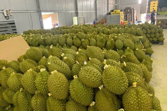 Giá sầu riêng hôm nay 21/5/2026 tăng, Black Thorn đạt 110.000 đồng/kg